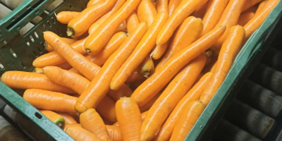 Sprzedam marchew mytą, szczotkowaną Kaliber handlowy. Cena 0.80gr/kg Ilości