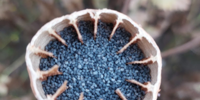 Holenderski mak niebieski z fryzyjskiego wybrzeża Wadden – najwyższa