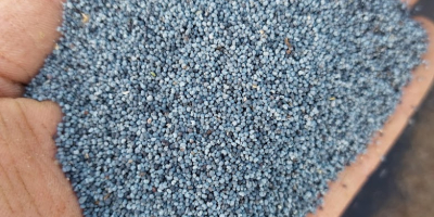 Holenderski mak niebieski z fryzyjskiego wybrzeża Wadden – najwyższa