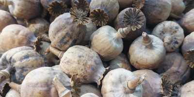 Holenderski mak niebieski z fryzyjskiego wybrzeża Wadden – najwyższa