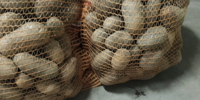 Posiadam na sprzedaż ziemniaki wineta i jolly polecam