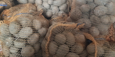 Posiadam na sprzedaż ziemniaki wineta i jolly polecam