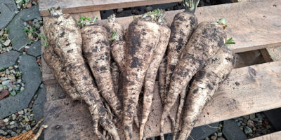 Sprzedam pietruszke. Wiecej infracji pod numerem tel: [telefon]