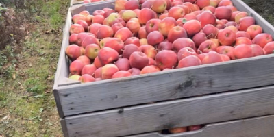 We have many Apple and pears : Red Jonaprince