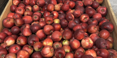 We have many Apple and pears : Red Jonaprince