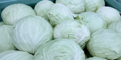 Duża biała kapusta lub kapusta kiszona, idealna do przemysłu