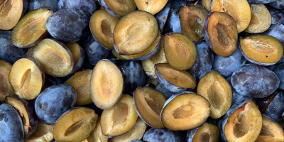 Mrożone połówki śliwek IQF do przetwórstwa przemysłowego i eksportu.