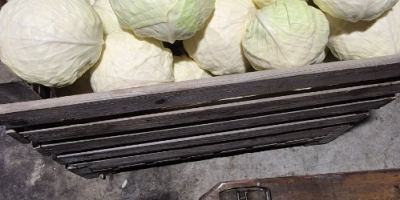 Sprzedam hurtowe ilości kapusty białej z przeznaczeniem na przemysł