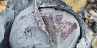 Sprzedam hurtowe ilości kapusty białej z przeznaczeniem na przemysł