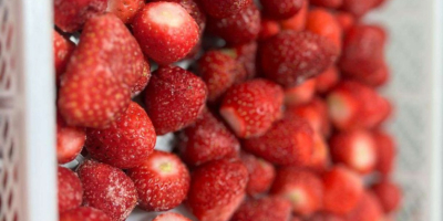 Mrożone truskawki - pochodzenie Rumunia