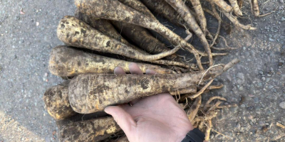 Pasternak - zbiór 2025, 200 ton. Oferujemy do sprzedaży