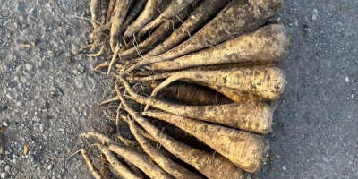 Pasternak - zbiór 2025, 200 ton. Oferujemy do sprzedaży