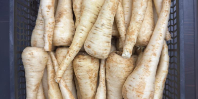 Pasternak - zbiór 2025, 200 ton. Oferujemy do sprzedaży