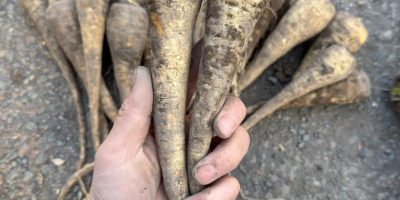 Pasternak - zbiór 2025, 200 ton. Oferujemy do sprzedaży