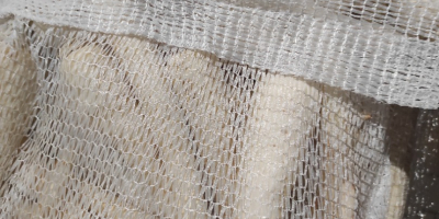 Sprzedam marchew mytą handlową i gruba oraz brudną. Ilości