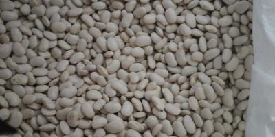 Witam posiadamy na sprzedaż fasolę jaś karłowy. Fasola ładna