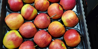 Golden, Prince, Gala, Champion, Idared. Dostawa hurtowa ciężarówkami, otwarta