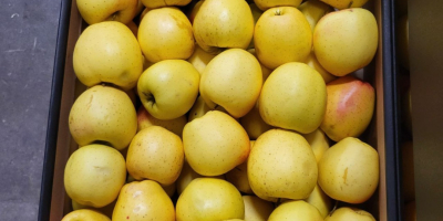 Golden, Prince, Gala, Champion, Idared. Dostawa hurtowa ciężarówkami, otwarta
