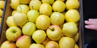 Golden, Prince, Gala, Champion, Idared. Dostawa hurtowa ciężarówkami, otwarta