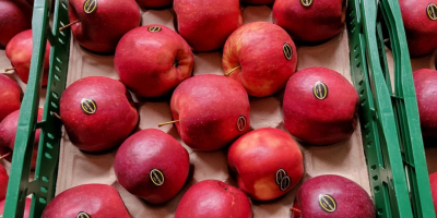 Golden, Prince, Gala, Champion, Idared. Dostawa hurtowa ciężarówkami, otwarta