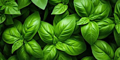 Bazylia genueńska i fioletowa z Georgii. Jesteśmy farmą hydroponiczną