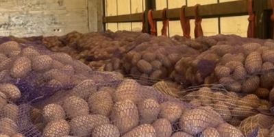 Sprzedam ziemniaki jadalne odmian: GALA , QUENN ANNA, BERNINA,