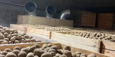 Sprzedam ziemniaki jadalne odmian: GALA , QUENN ANNA, BERNINA,