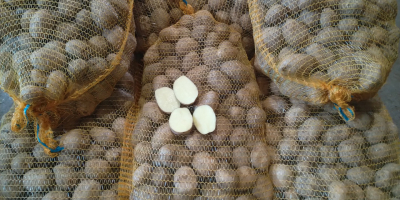 Predám zemiaky, odroda SUNITA , ručne viazané sieťove vrecia