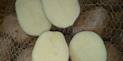 Predám zemiaky, odroda SUNITA , ručne viazané sieťove vrecia