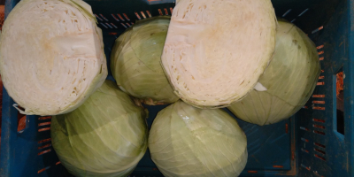 Predám bielu kapustu , odroda Ancoma , hlava 2-4