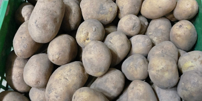 Witam, sprzedajemy ziemniaki konsumpcyjne, myte lub niemyte, pakowane w