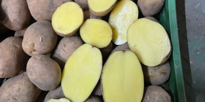 Witam, sprzedajemy ziemniaki konsumpcyjne, myte lub niemyte, pakowane w