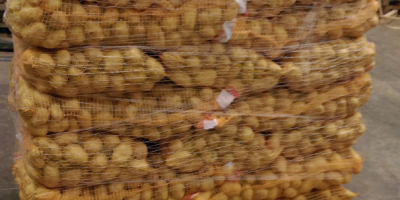 Witam, sprzedajemy ziemniaki konsumpcyjne, myte lub niemyte, pakowane w