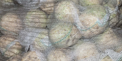 Sprzedam seler, kaliber 0,4 - 1,3 kg. Jakość marketowa.