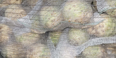 Sprzedam seler, kaliber 0,4 - 1,3 kg. Jakość marketowa.