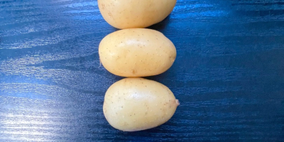 Sprzedam „baby potatoes” ziemniaki jadalne odmiany Queen Anna, kaliber