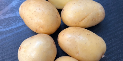 Sprzedam „baby potatoes” ziemniaki jadalne odmiany Queen Anna, kaliber
