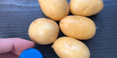 Sprzedam „baby potatoes” ziemniaki jadalne odmiany Queen Anna, kaliber