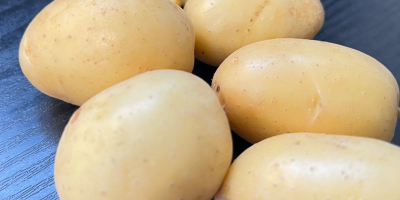Sprzedam „baby potatoes” ziemniaki jadalne odmiany Queen Anna, kaliber