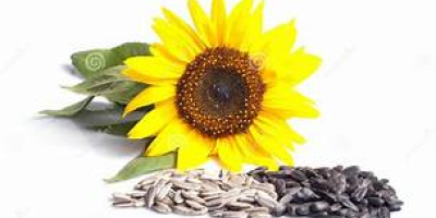 •Nasza firma produkuje wysokiej jakości nasiona słonecznika i pestki