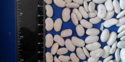 Oferujemy do sprzedaży fasolę białą najwyższej jakości. Odmiany: Lopatka