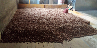 Suszone, łuskane orzechy włoskie Franquette na sprzedaż hurtową. Pochodzą