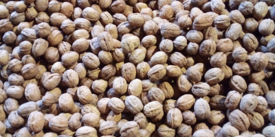 Suszone, łuskane orzechy włoskie Franquette na sprzedaż hurtową. Pochodzą