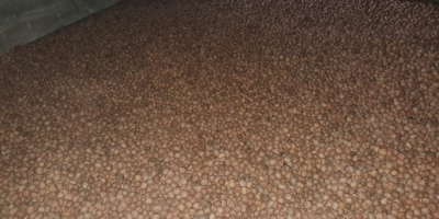 Suszone, łuskane orzechy włoskie Franquette na sprzedaż hurtową. Pochodzą