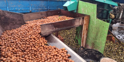 Suszone, łuskane orzechy włoskie Franquette na sprzedaż hurtową. Pochodzą