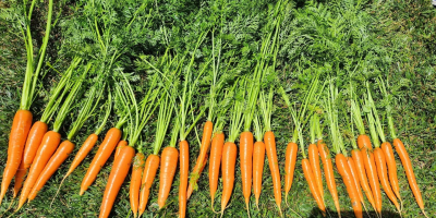 Jesteśmy firmą rodzinną, która uprawia marchew z certyfikatem GLOBAL.GAP