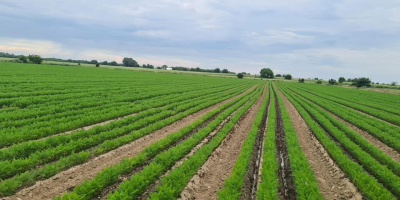 Jesteśmy firmą rodzinną, która uprawia marchew z certyfikatem GLOBAL.GAP