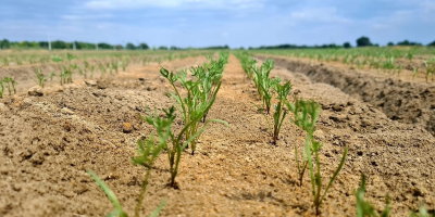 Jesteśmy firmą rodzinną, która uprawia marchew z certyfikatem GLOBAL.GAP