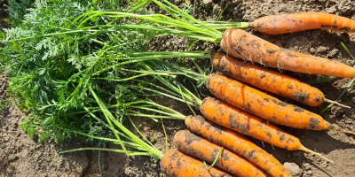 Jesteśmy firmą rodzinną, która uprawia marchew z certyfikatem GLOBAL.GAP