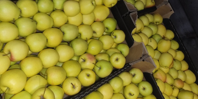 Sprzedam idareta 65+ ilość tirowe oraz goldena